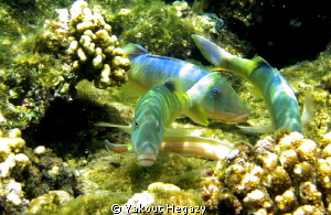 Yellowsaddle goatfish by Yakout Hegazy 